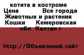 котята в костроме › Цена ­ 2 000 - Все города Животные и растения » Кошки   . Кемеровская обл.,Калтан г.